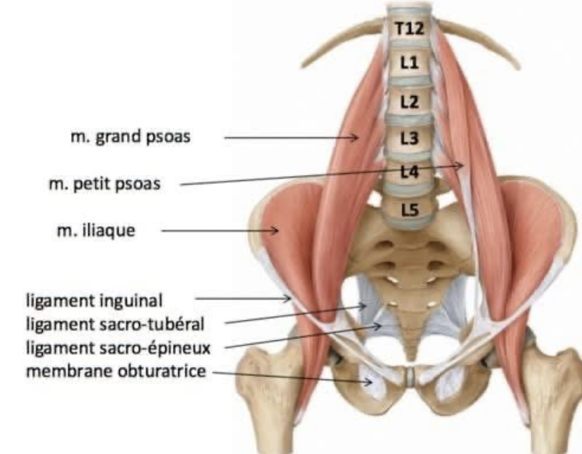 Qu’est-ce que le psoas ?