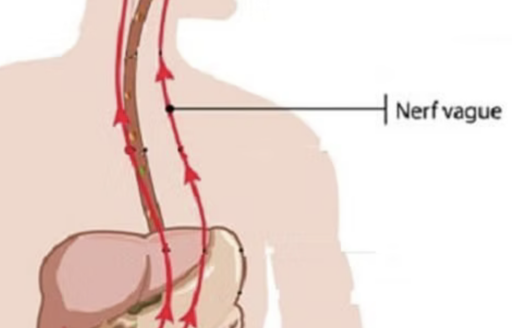 Quand vos bactéries prennent les commandes de vos neurones !